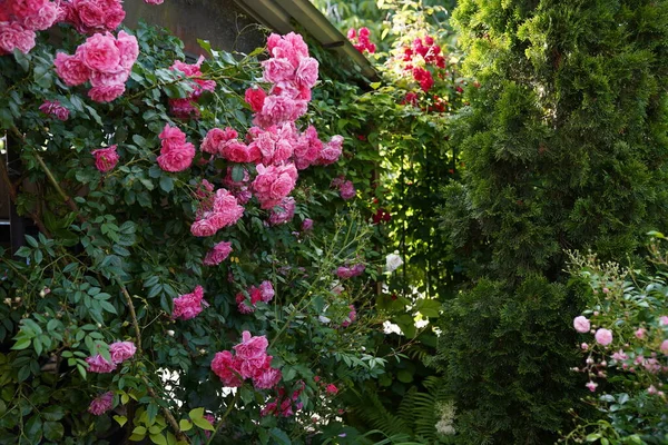 Rosas Rosadas Jardín Frente Patio Casa —  Fotos de Stock