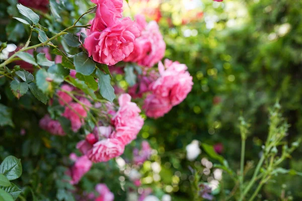 Pink Roses Garden Front House Yard — Stock Photo, Image