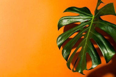 Turuncu arka planda güzel bir Monstera yaprağı. Modern bir iç mekanda canavar. Minimalizm kavramı