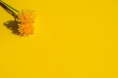 Bahar ya da yaz arkaplanı metin için fotokopi alanı, sarı üzerine çiçekler. Düz yatıyordu