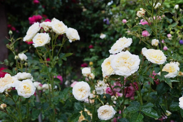 Beautiful White Roses Garden Warm Sunny Day — Stock Photo, Image