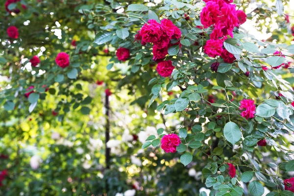 Красиві Квіти Червоної Троянди Ростуть Разом Зеленому Кущі Рожевий Сад — стокове фото