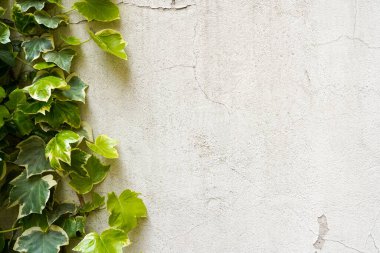 Soyut bitki duvarı arka planı, Grunge eski ev duvarındaki fotokopi alanı olan yeşil santral.