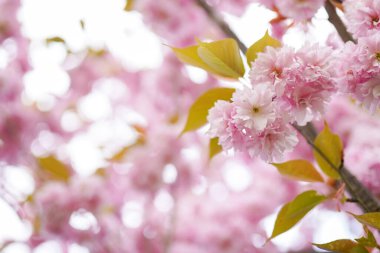Beautiful pink blossom flowers on the tree in Spring season