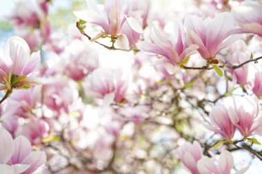 Çin manolya ağacının çiçeklerine yakın çekim