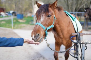 Atı besleyen bir erkek. Hayvanlara ilgi ve sevgi. Kapat.