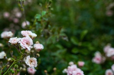 Güzel gül çiçekleri yeşil bir çalılıkta birlikte büyür. Gül bahçesi