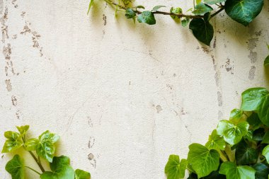 Duvardaki Yeşil Sarmaşık Bitkisi. Kopyalama alanı olan gri arkaplan