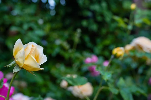 Růže Květ Rozmazané Růže Pozadí Jaře Kvetoucí Růže Zahrada — Stock fotografie