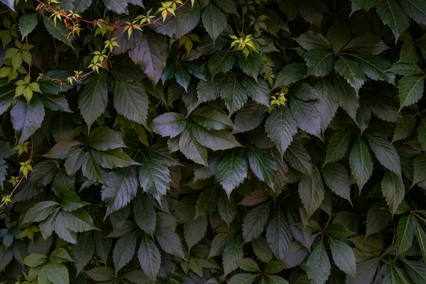 Background of dark green leaves natural wall