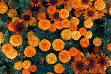 Turuncu yaz çiçek alan arka plan