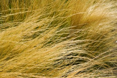 Yazın çayır tarlalarının olgunlaşan kulaklarının kırsal manzarası. Tarım, organik gıda üretimi, kırsal yaşam, hasat, sağlıklı gıda, botanik, doğa, duvar kağıdı konsepti