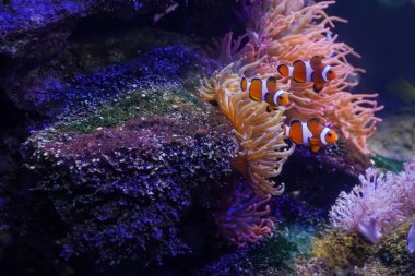 Küçük balıklarla mercan resifinin sualtı görüntüsü. Ekosistem. Tropikal sularda yaşam. pembe mercan