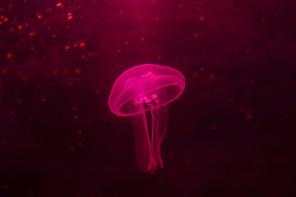 Red Jellyfish Dansing Dark Ocean Water — Φωτογραφία Αρχείου