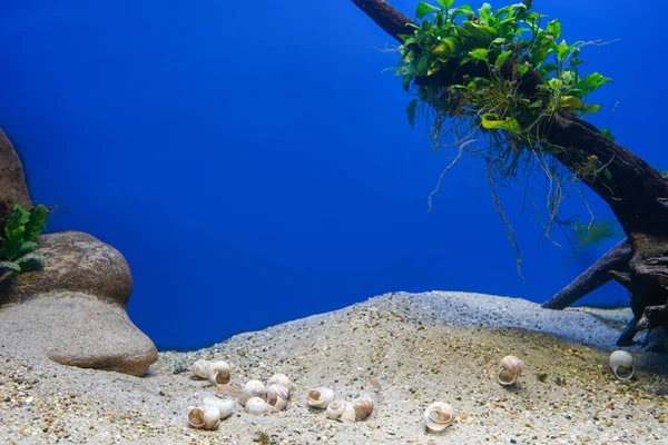 Underwater Scene Tropical Seabed Wood Seashells Copy Space — Stockfoto