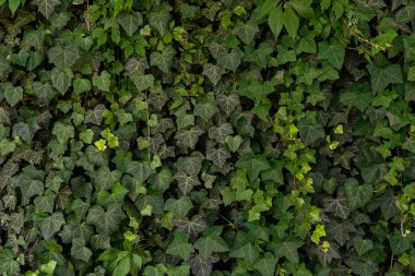 Yeşil yaprakları doğal duvar arka plan