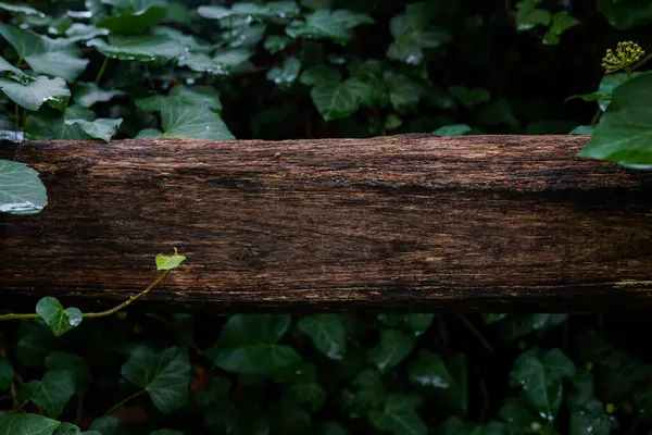 Textura Madeira Com Fundo Verde Natureza Espaço Cópia — Fotografia de Stock