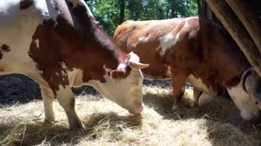 Çiftlikte ot yiyen büyük inekler. Köyde yaz mevsimi