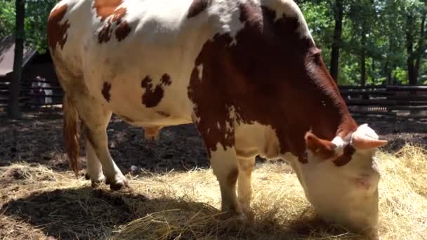 Великі Корови Їдять Траву Фермі Літо Селі — стокове відео