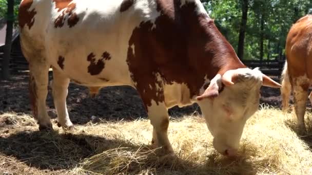 Big Cows Eating Grass Farm Summer Village — Stock Video