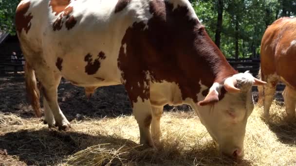 农场里的大牛在吃草 夏天在村子里 — 图库视频影像