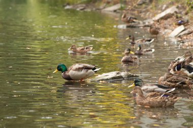 Yaban ördeği bir gölde yüzmek
