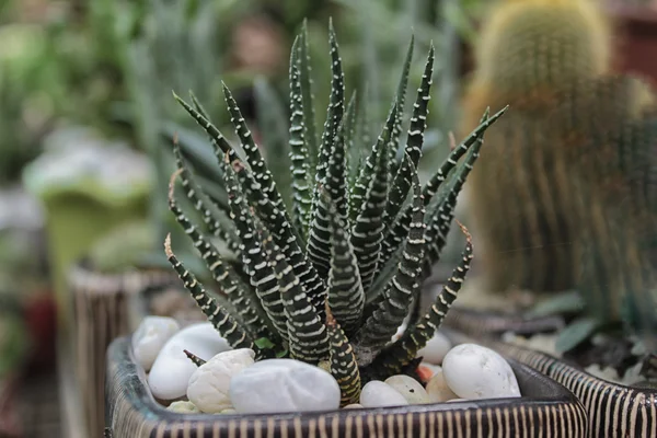 Cactus agave verde — Foto Stock