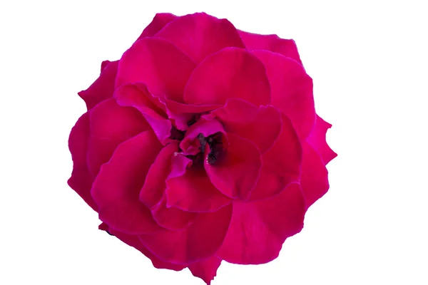 白い背景で隔離ピンク赤いバラ — ストック写真