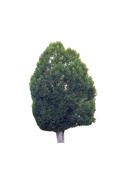 Prachtige groene boom op een witte achtergrond — Stockfoto