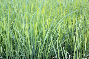 güzel yeşil çim arka plan