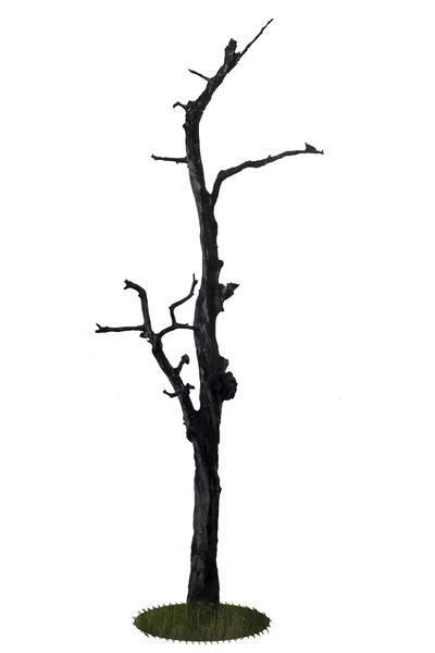 Gyönyörű száraz fa, fehér háttér — Stock Fotó
