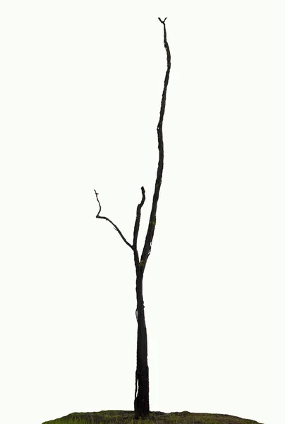 Beautiful dry tree on white background — Stock Photo, Image