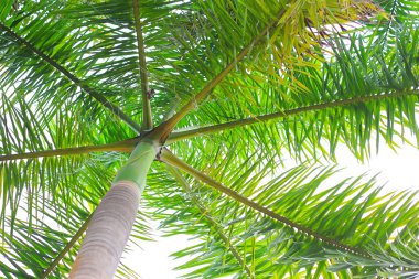 palmiye ağacı yeşil izole arka plan