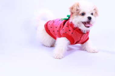 Beyaz kaniş köpek yavrusu kırmızı bir gömlek giyiyor. Beyaz arkasında izole