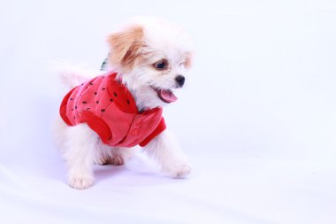 Beyaz kaniş köpek yavrusu kırmızı bir gömlek giyiyor. Beyaz arkasında izole