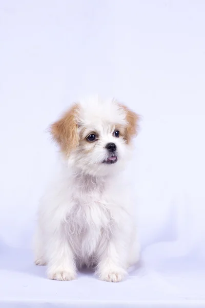 Cachorrinho poodle branco. isolado sobre um fundo branco — Fotografia de Stock