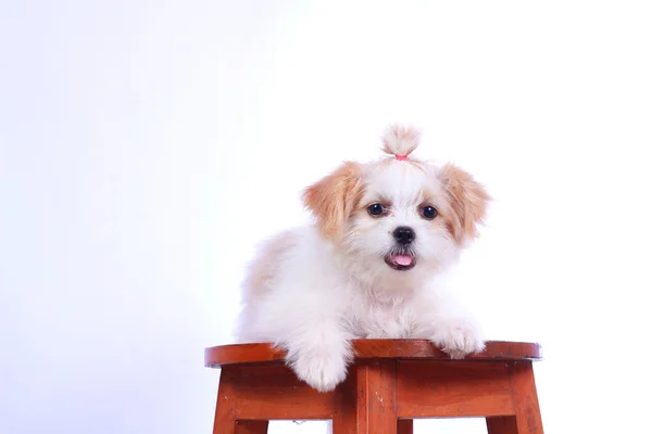 Cucciolo di barboncino bianco. isolato su sfondo bianco — Foto Stock