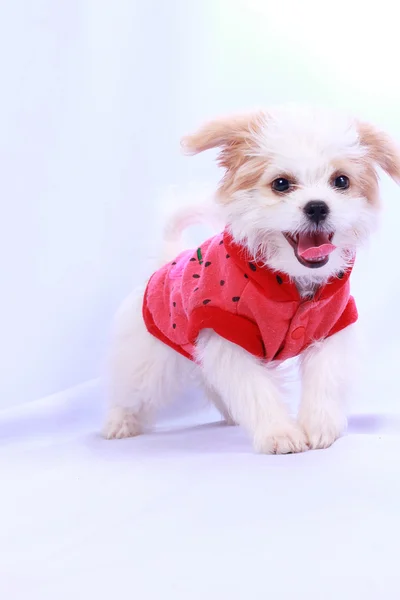 Un cucciolo di barboncino bianco con una camicia rossa. isolato su un dorso bianco — Foto Stock