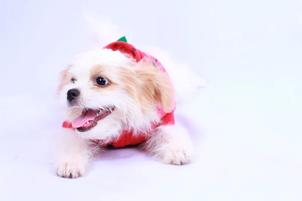 Cachorro caniche blanco con camisa roja. aislado en una espalda blanca —  Fotos de Stock