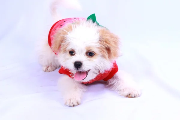 Filhote de cachorro branco com uma camisa vermelha. isolado em umas costas brancas — Fotografia de Stock