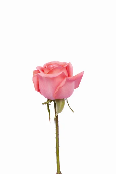 Imagem de fundo de rosas rosa — Fotografia de Stock