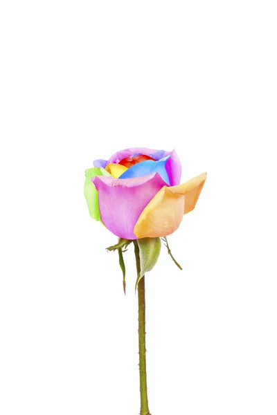Un rose arcobaleno unico e molto speciale, isolato in bianco — Foto Stock