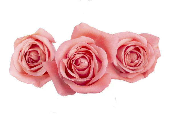 粉红玫瑰背景图像 — 图库照片