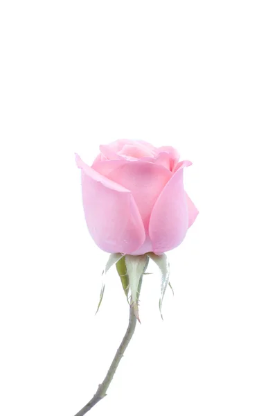 Achtergrondafbeelding van roze rozen — Stockfoto