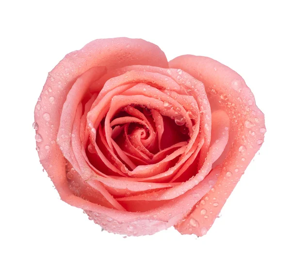 ピンクのバラの背景イメージ — ストック写真