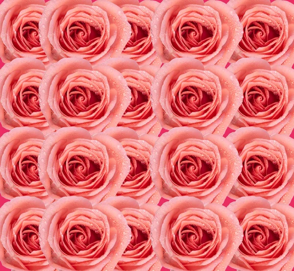 Background image of pink roses — Stock Photo, Image