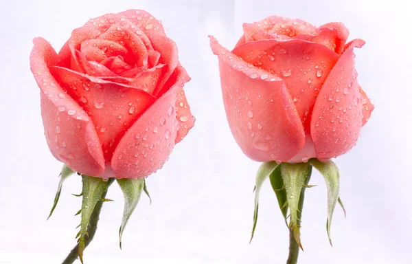 Imagem de fundo de rosas rosa — Fotografia de Stock