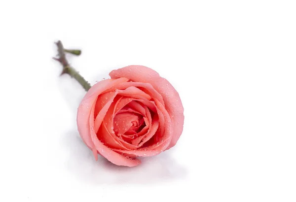 Hintergrundbild von rosa Rosen — Stockfoto