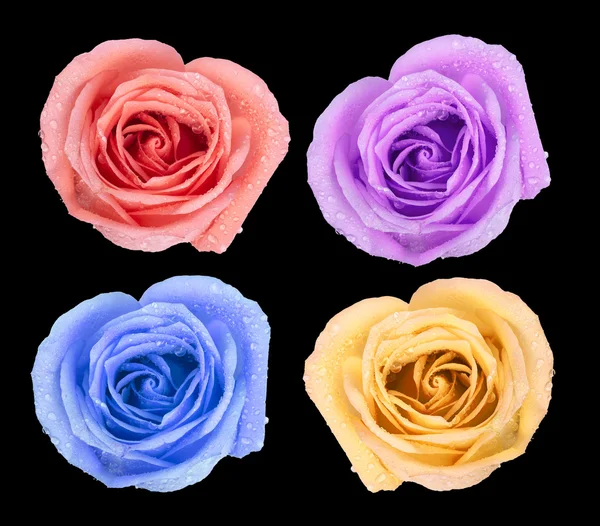 Background image of pink roses — Stock Photo, Image