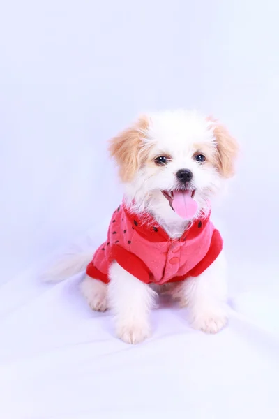 Filhote de cachorro branco com uma camisa vermelha. isolado em umas costas brancas Fotos De Bancos De Imagens